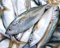 Nem namorado, nem tainha: peixe esquecido está conquistando os brasileiros por ser barato, leve e supernutritivo