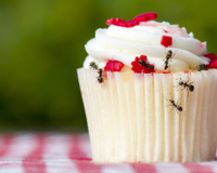 Como deixar a cozinha livre de pragas: confira as dicas