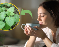 Planta comum em hortas caseiras pode transformar a saúde da sua família e você só precisa de 5 folhas