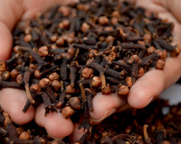 Cravo-da-índia não é só pra canjica! Ingrediente é bom como repelente e até antisséptico bucal