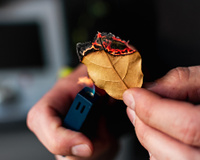 Queimar folhas de louro: um hábito antigo que transforma o ambiente da sua casa