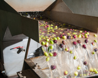 Como é feito o azeite de oliva: saiba mais