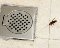 Adeus baratas: mistura caseira para despejar nos ralos deixa a casa segura contra esses insetos