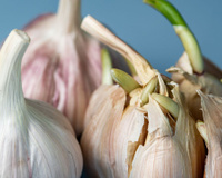 Segundo especialistas, o alho com broto é seguro para consumo, mas tem um detalhe importante que muda tudo