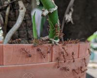 Adeus formigas no jardim: aprendi com um jardineiro a solução perfeita, elas odeiam!