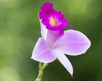 Como cuidar da orquídea-bambu: a planta quase imortal que purifica o ar e floresce o ano todo