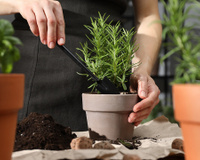 Sua casa vai ficar muito mais cheirosa depois que você plantar essa erva (é muito fácil de manter)