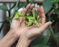 Poucas pessoas sabem, mas a baunilha vem de uma orquídea: veja como plantar em sua casa e acrescente já nas suas receitas