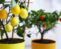 Seis árvores frutíferas que podem ser cultivadas em vasos e resistem ao frio: como ter frutas frescas durante todo o inverno