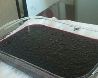 Sagu de vinho com creme