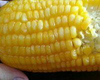 Milho cozido no micro-ondas