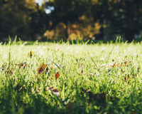 Elas crescem em jardins e florestas, são pisoteadas por quem não as conhece e, ainda assim, valem uma fortuna