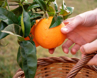 Nunca mais comprei laranjas no mercado depois que aprendi a cultivar a fruta em casa