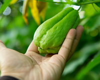 Plantar chuchu não é tão difícil quanto a maioria das pessoas pensa: basta seguir essas dicas