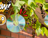 A nova mania dos jardineiros é pendurar CDs no jardim em julho. Entenda o motivo!