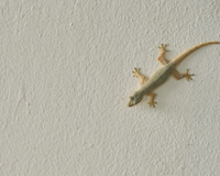 Nem azar, nem mistério: por que lagartixas aparecem dentro de casa, segundo a ciência