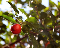 Nem laranja, nem limão: a fruta que fortalece o sistema imunológico do seu corpo e faz bem para a pele