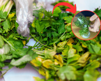 Truque simples conserva a salsinha por mais tempo: assim a erva dura até 10 dias