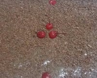 Feijão cremoso e gostoso