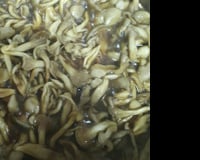 Shimeji na manteiga à brasileira