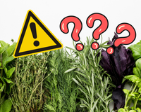 A erva que Harvard recomenda para a memória: tem 8 vezes mais ferro do que as lentilhas