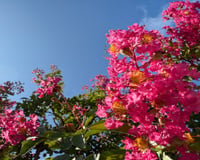 A árvore recomendada pelos jardineiros: floresce 120 dias por ano, precisa de poucos cuidados e dá muita cor ao jardim