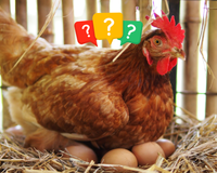 Frango de laboratório: a invenção polêmica de um bilhão de dólares que vai revolucionar a alimentação no mundo e tem gerado debates