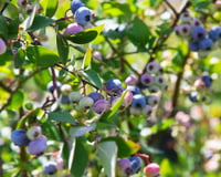 Chamado de “rei dos antioxidantes”: o fruto resistente, que faz bem para a saúde e é o queridinho das confeiteiras