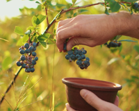 Muito mais do que uma fruta: o alimento que protege "todo o seu corpo", do coração ao cérebro