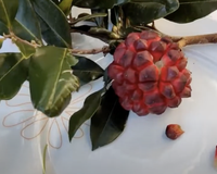 De pobre ela não tem nada: conheça os benefícios da pindaíba, fruta brasileira rica em antioxidantes e fibras