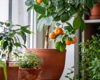 Não jogue fora as sementes depois de comer! 5 frutas que podem ser "cultivadas" em vasos, transformando sua varanda em um minipomar