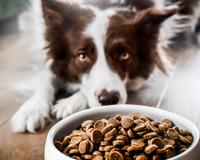 Nem dois, nem três dias: com que frequência você deve trocar a tigela de comida do seu animal de estimação