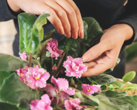 Como consegui manter minhas plantas vivas de um jeito tão fácil que até meu filho de 4 anos consegue fazer