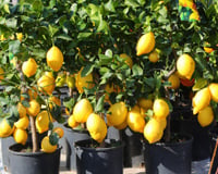 Se você tem um limoeiro em vaso, vamos te ensinar como cuidar dele para que dê frutos e cresça saudável