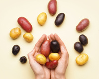 Muita gente não sabe, mas batata-doce e batatas normais não parentes próximas, e a ciência explica o porquê