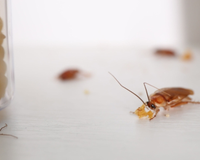 Nem nos armários, nem no ralo da pia: é neste lugar que as baratas se escondem na sua cozinha
