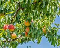 Nem goiabeira, nem pitangueira: essa é a melhor árvore frutífera para plantar em setembro e colher no verão