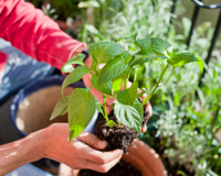 O melhor fertilizante para as suas plantas está na sua geladeira