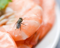 Mosca pousou na comida e agora? Preciso jogar tudo fora ou não tem problema comer? TudoGostoso explica!
