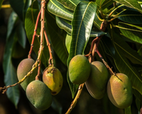 As chuvas atingiram as plantações de manga e colocaram em risco até 15% dos carregamentos de frutos frescos: abacates e mirtilos em alerta