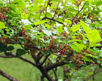 A árvore queridinha dos quintais brasileiros é essa espécie: rende frutos doces, boa sombra e folhas medicinais para o chá