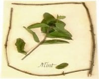 Molho de Hortelã ( delicioso com carneiro)