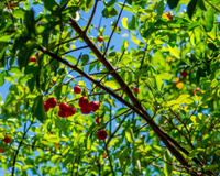 Todo brasileiro que tem espaço no quintal adora essa árvore: ela dá fruta o ano inteiro e as folhas fazem um chá delicioso