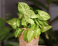 Nem suculentas, nem cactos: a planta fácil de cuidar que transforma a sua casa em um ambiente de personalidade e elegante