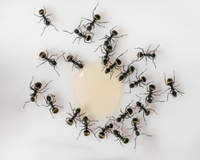 Truques para acabar com as formigas na cozinha