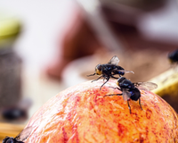 Adeus moscas na comida: o truque simples que mantém esses insetos bem longe da sua cozinha