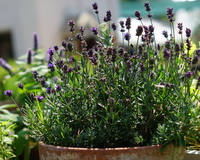 Entrar em casa e sentir esse cheirinho é mágico: veja como plantar lavanda para decorar o ambiente de um jeito fácil e cheiroso