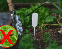 Como você pode fazer uma proteção contra lesmas que custará 0 centavos para proteger sua horta?