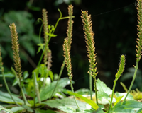 Ignorada por muitos por parecer com erva daninha, mas não para o TudoGostoso: essa planta possui benefícios para e respiração e cicatrização