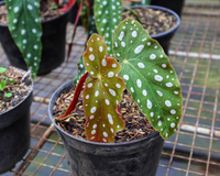 Begônia maculata: aqui estão as informações mais importantes para cultivar essa planta com pintinhas brancas nas folhas que deixam a sua casa muito charmosa